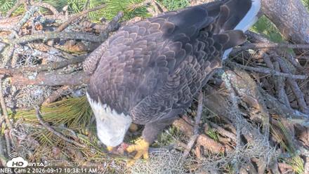 NE Florida Eagles Live Webcam - Sep 17, 2026, 10:39am EDT
