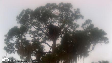 NE Florida Eagles Live Webcam - Sep 4, 2026, 6:56am EDT