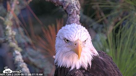 NE Florida Eagles Live Webcam - Aug 11, 2026, 6:38am EDT