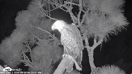 NE Florida Eagles Live Webcam - Aug 26, 2026, 6:32am EDT