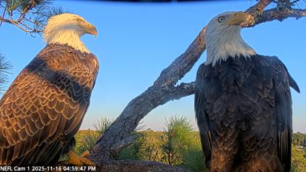 NE Florida Eagles Live Webcam - Nov 16, 2025, 5:00pm EST