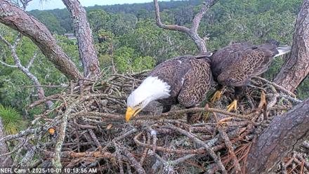 NE Florida Eagles Live Webcam - Oct 1, 2025, 10:14am EDT