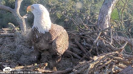 NE Florida Eagles Live Webcam - Sep 27, 2026, 8:08am EDT
