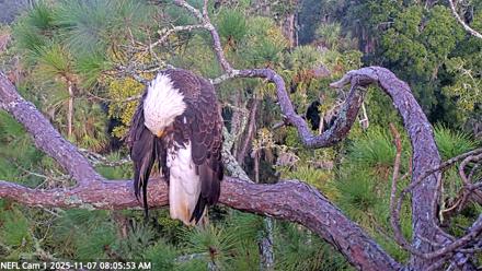 NE Florida Eagles Live Webcam - Nov 7, 2025, 8:06am EST
