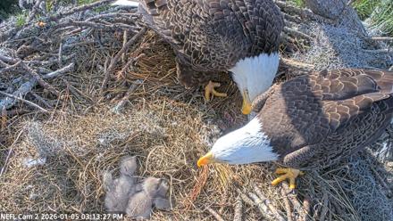 NE Florida Eagles Live Webcam - Jan 5, 2026, 3:14pm EST