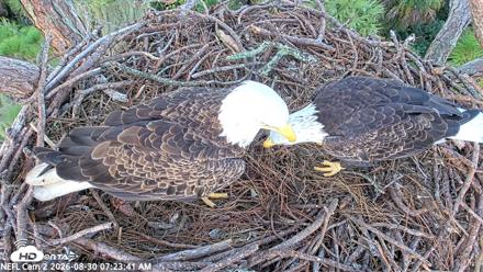 NE Florida Eagles Live Webcam - Aug 30, 2026, 7:24am EDT