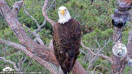 NE Florida Eagles Live Webcam - May 13, 2026, 11:08am EDT