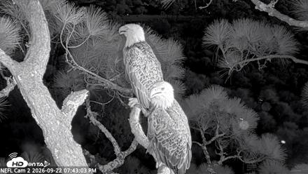 NE Florida Eagles Live Webcam - Sep 22, 2026, 7:44pm EDT