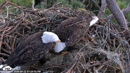 NE Florida Eagles Live Webcam - Sep 22, 2026, 7:30pm EDT