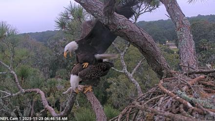 NE Florida Eagles Live Webcam - Nov 23, 2025, 6:47am EST