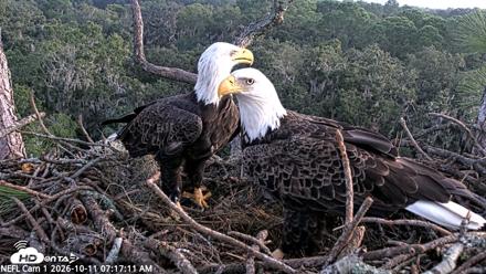 NE Florida Eagles Live Webcam - Oct 11, 2026, 7:18am EDT