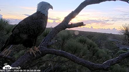 NE Florida Eagles Live Webcam - Aug 30, 2026, 6:59am EDT