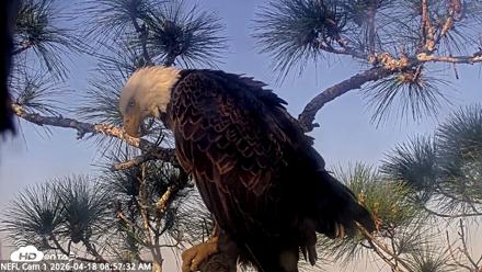 NE Florida Eagles Live Webcam - Apr 18, 2026, 8:58am EDT