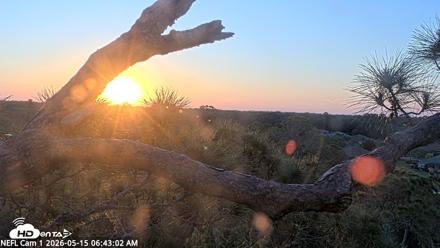 NE Florida Eagles Live Webcam - May 15, 2026, 6:44am EDT