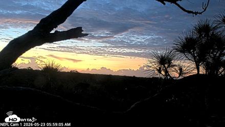 NE Florida Eagles Live Webcam - May 23, 2026, 6:00am EDT