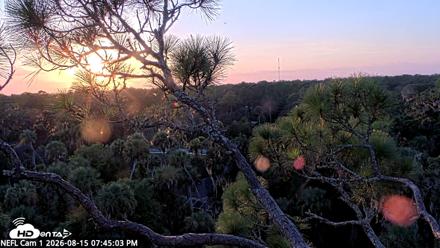 NE Florida Eagles Live Webcam - Aug 15, 2026, 7:46pm EDT