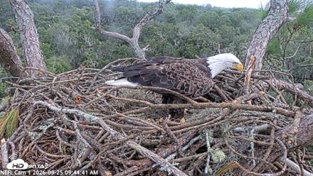 NE Florida Eagles Live Webcam - Sep 25, 2026, 9:45am EDT