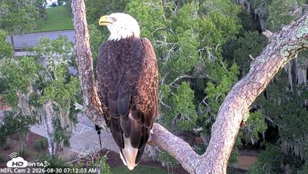 NE Florida Eagles Live Webcam - Aug 30, 2026, 7:12am EDT