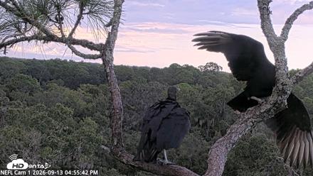 NE Florida Eagles Live Webcam - Sep 13, 2026, 4:56pm EDT
