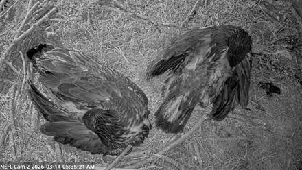 NE Florida Eagles Live Webcam - Mar 14, 2026, 5:36am EDT
