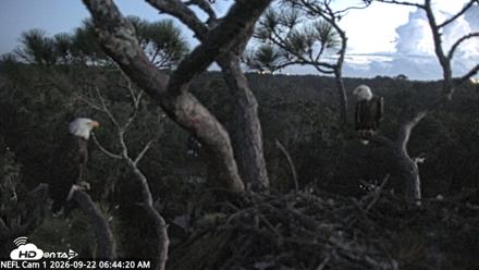 NE Florida Eagles Live Webcam - Sep 22, 2026, 6:45am EDT