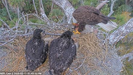 NE Florida Eagles Live Webcam - Feb 11, 2026, 1:46pm EST