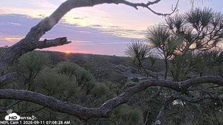 NE Florida Eagles Live Webcam - Sep 11, 2026, 7:09am EDT