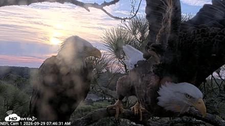 NE Florida Eagles Live Webcam - Sep 29, 2026, 7:47am EDT