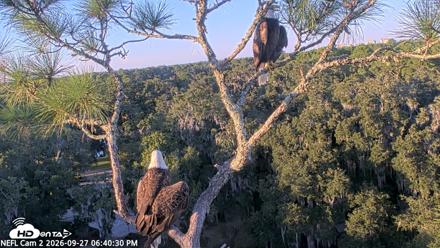 NE Florida Eagles Live Webcam - Sep 27, 2026, 6:41pm EDT