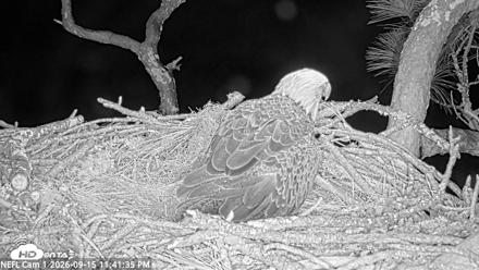 NE Florida Eagles Live Webcam - Sep 15, 2026, 11:42pm EDT