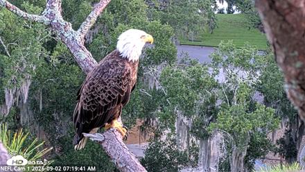 NE Florida Eagles Live Webcam - Sep 2, 2026, 7:20am EDT