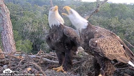 NE Florida Eagles Live Webcam - Sep 30, 2026, 7:49am EDT