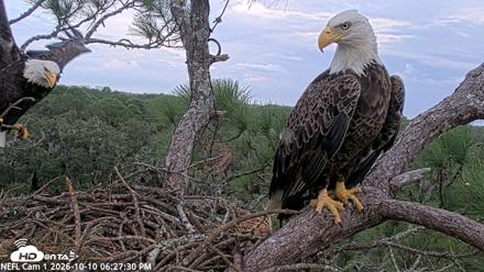 NE Florida Eagles Live Webcam - Oct 10, 2026, 6:28pm EDT