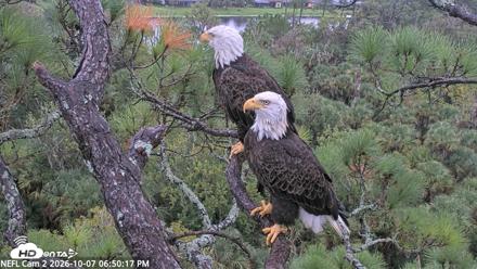 NE Florida Eagles Live Webcam - Oct 7, 2026, 6:51pm EDT