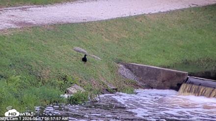 NE Florida Eagles Live Webcam - May 17, 2026, 6:58am EDT