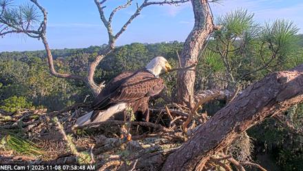 NE Florida Eagles Live Webcam - Nov 8, 2025, 7:59am EST