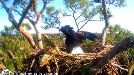 NE Florida Eagles Live Webcam - Sep 14, 2026, 9:21am EDT