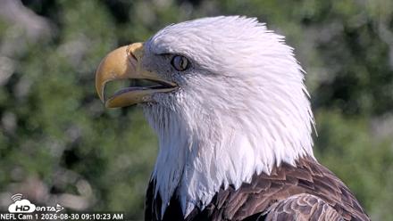 NE Florida Eagles Live Webcam - Aug 30, 2026, 9:11am EDT