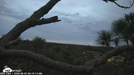 NE Florida Eagles Live Webcam - Aug 2, 2026, 6:20am EDT