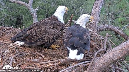 NE Florida Eagles Live Webcam - Aug 29, 2026, 7:38pm EDT