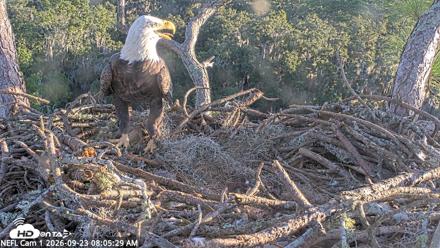 NE Florida Eagles Live Webcam - Sep 23, 2026, 8:06am EDT