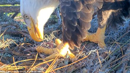 NE Florida Eagles Live Webcam - Nov 22, 2025, 7:48am EST