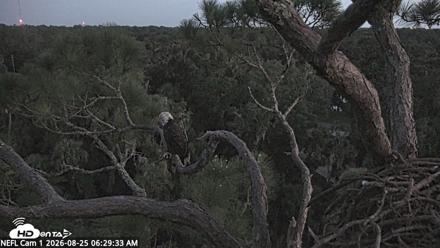 NE Florida Eagles Live Webcam - Aug 25, 2026, 6:30am EDT