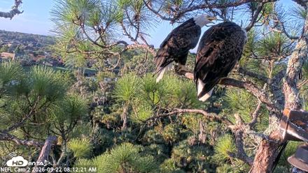 NE Florida Eagles Live Webcam - Sep 22, 2026, 8:13am EDT