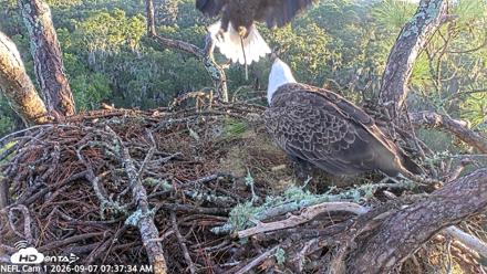 NE Florida Eagles Live Webcam - Sep 7, 2026, 7:38am EDT