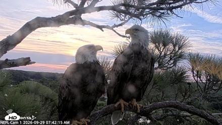 NE Florida Eagles Live Webcam - Sep 29, 2026, 7:43am EDT