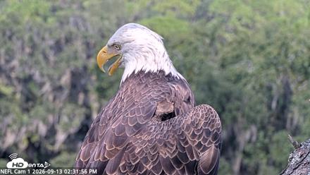 NE Florida Eagles Live Webcam - Sep 13, 2026, 2:32pm EDT