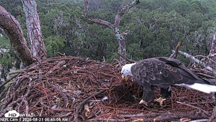 NE Florida Eagles Live Webcam - Aug 21, 2026, 6:46am EDT