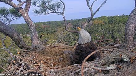NE Florida Eagles Live Webcam - Jan 8, 2026, 11:29am EST