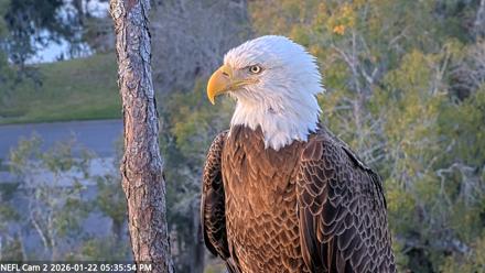 NE Florida Eagles Live Webcam - Jan 22, 2026, 5:36pm EST